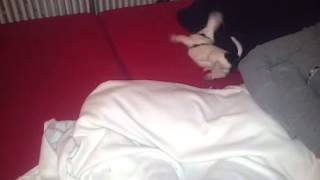 Jack Russell Monty goes crazy