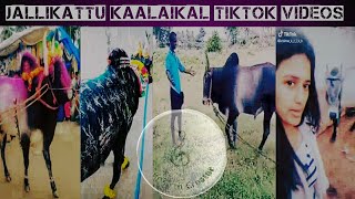 Jallikattu kaalai  TikTok videos  Kombu vecha sing