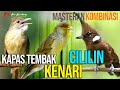 MASTERAN KAPAS TEMBAK CILILIN KENARI