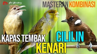 Download lagu MASTERAN KAPAS TEMBAK - CILILIN - KENARI mp3 Download lagu MASTERAN KAPAS TEMBAK - CILILIN - KENARI mp3