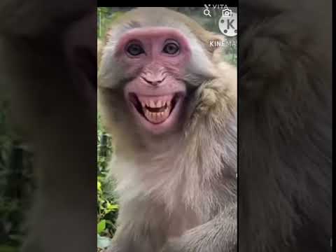 #laughing #monkey🙊🙊🙊🙊🙉🙈 #bander hasnevl vala