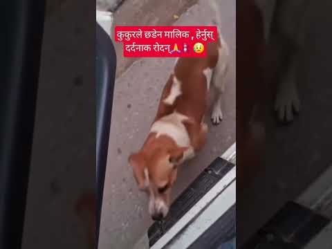 कुकुरले छडेन मालिक , हेर्नुस् दर्दनाक रोदन्🙏🇳🇵😥 #nepal #nepalicommunity #dog #lover #doggie #dogster