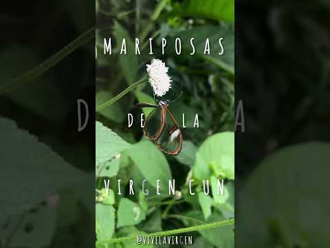Mariposas de la Virgen, Quipile, Cundinamarca, Colombia  📍🦋🇨🇴