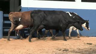 Vídeo 131 - 1ª ETAPA MEGA LIQUIDAÇÃO TOTAL AGROPECUÁRIA MARAJOARA - DIA 4 | GADO GIROLANDO E HOLANDÊS