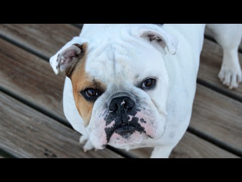 16 Pros and Cons of Owning an English Bulldog