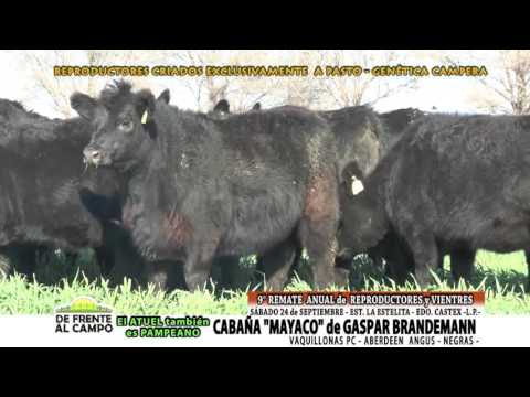DE FRENTE AL CAMPO junto a CABAÑA "MAYACO" de GASPAR BRANDEMANN - VAQ. ANGUS PC -