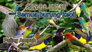 Download lagu Suara pikat burung kecil 100% point mp3 Download lagu Suara pikat burung kecil 100% point mp3