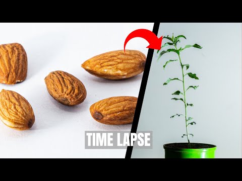 Growing Badam (Almond) Tree  From Seed! Time Lapse