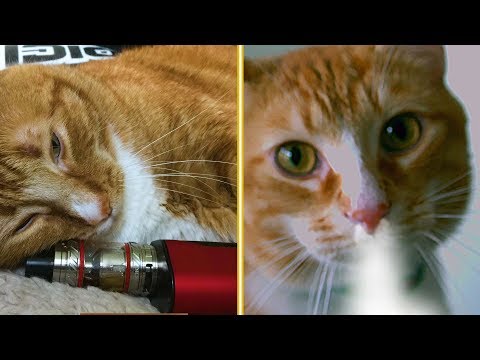 download lagu mp3 mp4 Cat Juuling, download lagu Cat Juuling gratis, unduh video klip Cat Juuling