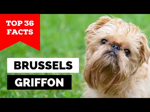 99 % der Besitzer eines Brüsseler Griffons wissen das nicht