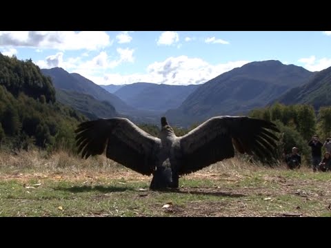 Condor Sendo Solto Voar na Natureza | Piano Música Instrumental | Linda Ave Asas