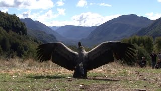 Condor Sendo Solto Voar na Natureza | Piano Música Instrumental | Linda Ave Asas