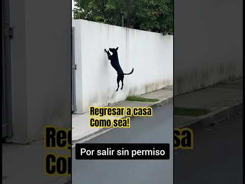 No me puedo quedar fuera de casa! #pets #mascotas #perritos #universoincreible #reporteros