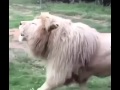 Funny Lion Roaring