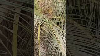 Download lagu surah nissa ayattranslation #explore #bayan #birds #translationquranandislam #food #ea mp3 Download lagu surah nissa ayattranslation #explore #bayan #birds #translationquranandislam #food #ea mp3