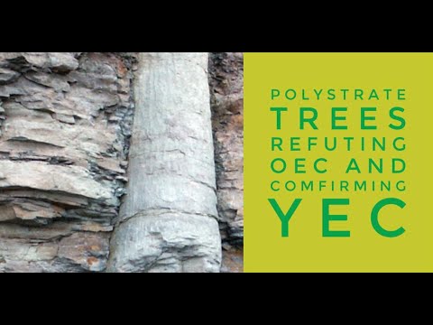 Polystrate Fossils, Evidence for Noah's Flood