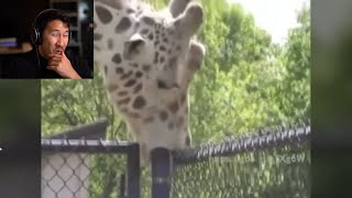 AYO WHAT THE GIRAFFE DOING TO THE POLE (Markiplier)