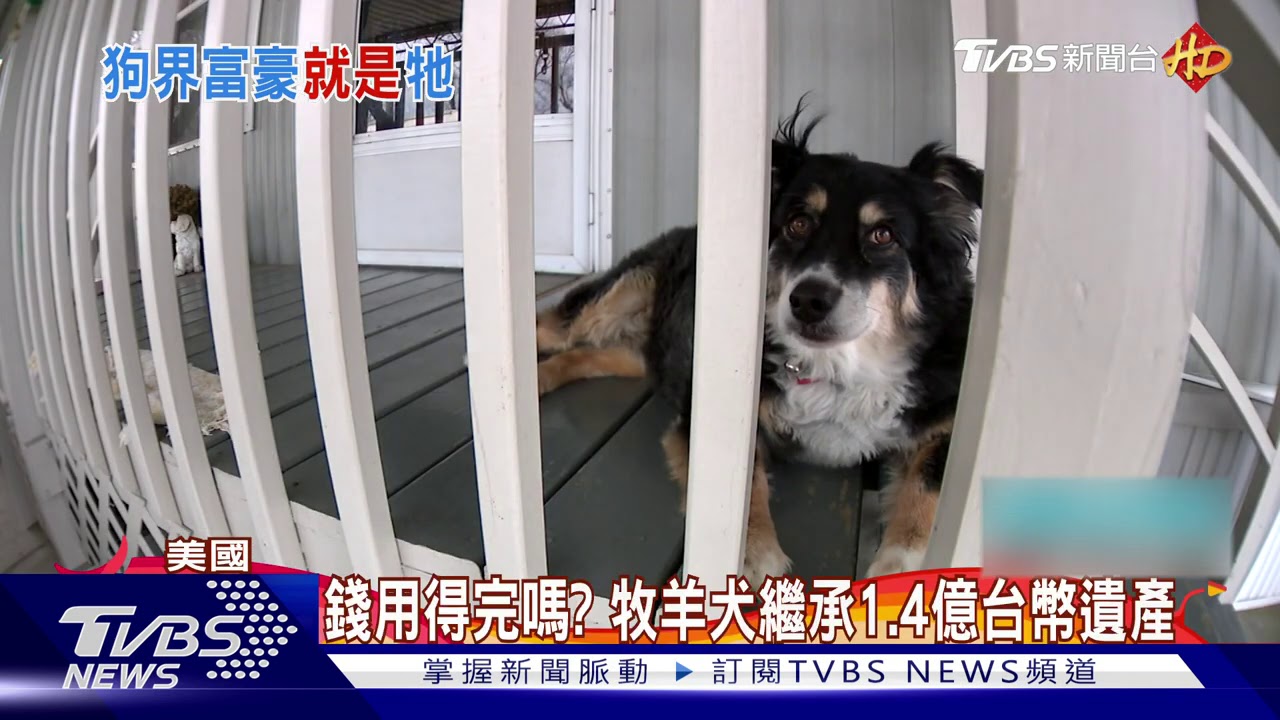 遺產都是牠的! 8歲牧羊犬變身億萬富翁