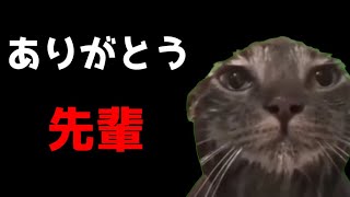【猫ミーム】今までありがとう・・・先輩・・・葬儀社にアルバイトとして勤めていたお話まとめその9