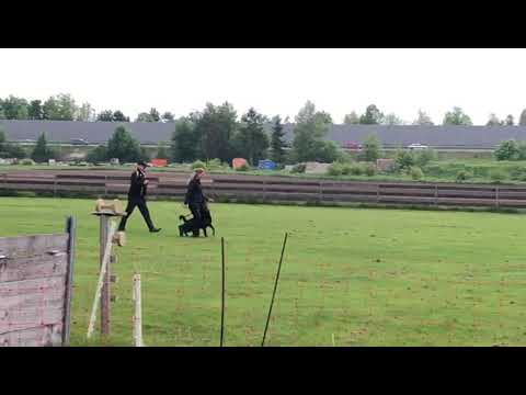 Honey vom Schwarzen Grat