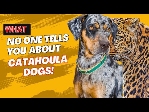 9 Secrets Known Only to Catahoula Leopard Dog
