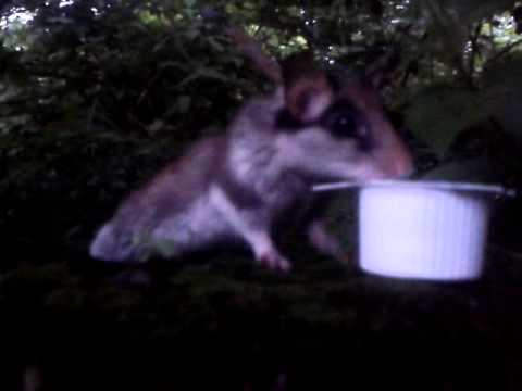 Bilch / Gartenschläfer Peppino