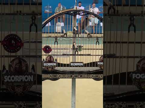 Coleiro scorpion 132/172 na sop pinheiros espírito  santo vem pra cá