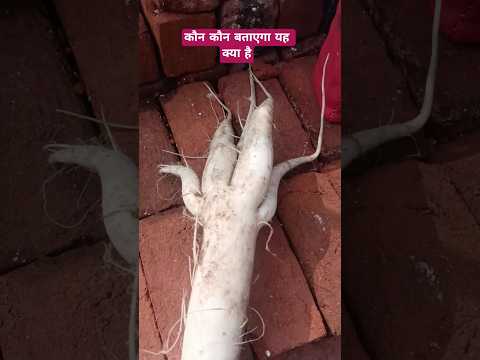 कौन कौन बताएगा यह क्या है #trending #viral #mystery #shorts