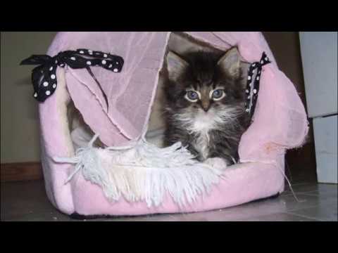 Видео-слайд. Едет котик полосатый... муз. В.Бохана. ст. В.Коростелёвой. исп.Долинина-Бабурина.