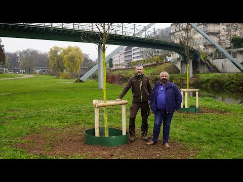 Zukunftsbäume in Bad Kissingen 🌳