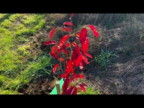 Autumn report from Beaumont NZ, 4 May 2023.