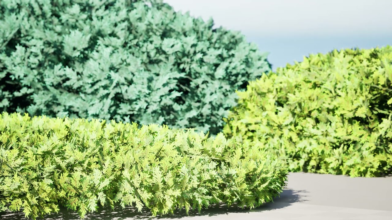 Cespugli di ginepro Modello 3D