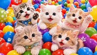 Download lagu ANAK KUCING MEONG MEONG | Lagu Anak Anak | Lagu Anak Indonesia Populer Si Meong Kucing Lucu mp3 Download lagu ANAK KUCING MEONG MEONG | Lagu Anak Anak | Lagu Anak Indonesia Populer Si Meong Kucing Lucu mp3