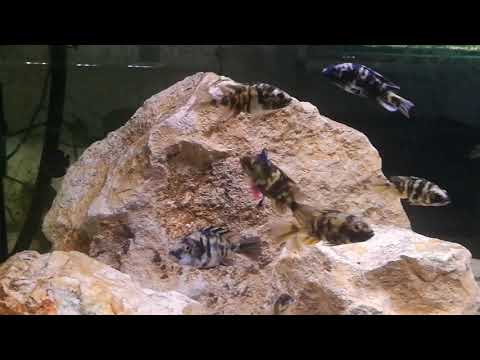 Haplochromis chromogynos