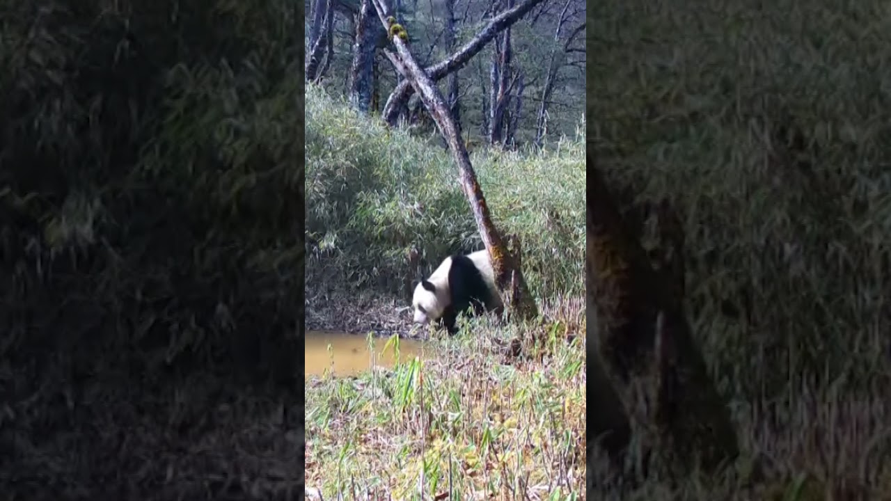Wild pandas captured living their best life at China's national panda park #Shorts