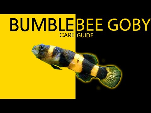 Bumblebee Goby — care guide: brakická voda, kŕmenie živou potravou a starostlivosť o hlaváča čmeliakového