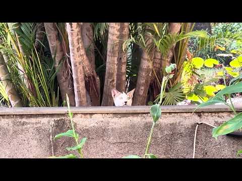 Cat tries to hunt pigeons, then goes to sit near Priyanka