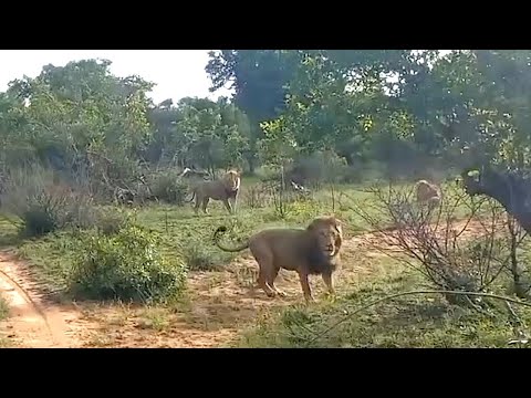 The moment these male lions realised they've bitten off more than they can chew
