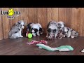 Miniature Australian Shepherd dogs for sale: Tucker - Video 1