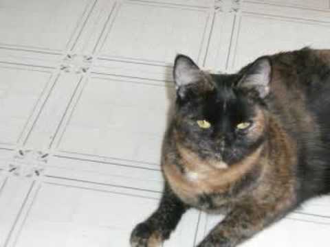 Chelsea and Darcy's Cats