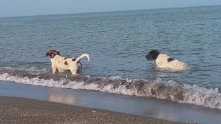 Crazy dogs taking Bath in the SEA