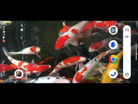 Aquarium Koi Live Wallpaper Video