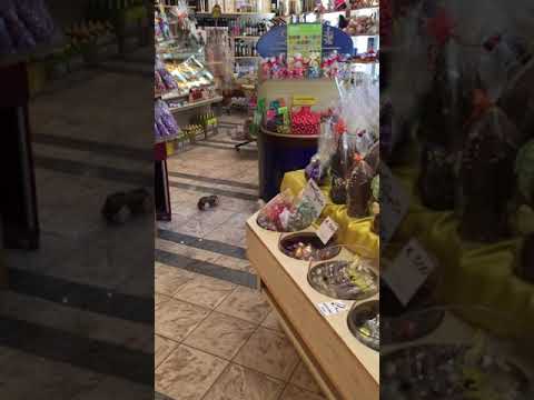 Malona und.....das Schokoparadies bei Götsch