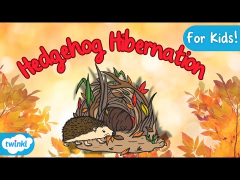 Hedgehog Hibernation Explained | Hibernation for Kids!