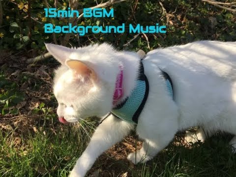15 min original music Cat TV, ambient/light/relaxing/BGM original