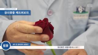 [KBSI 사이언스 스토리] 신기한 극저온의 세계 Part 1. 액체질소 이미지