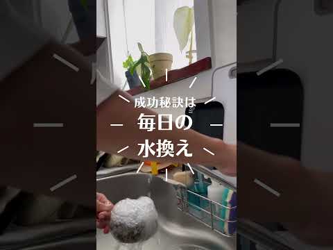 園芸 シダ葉クロウメモドキ、切り葉クロウメモドキ