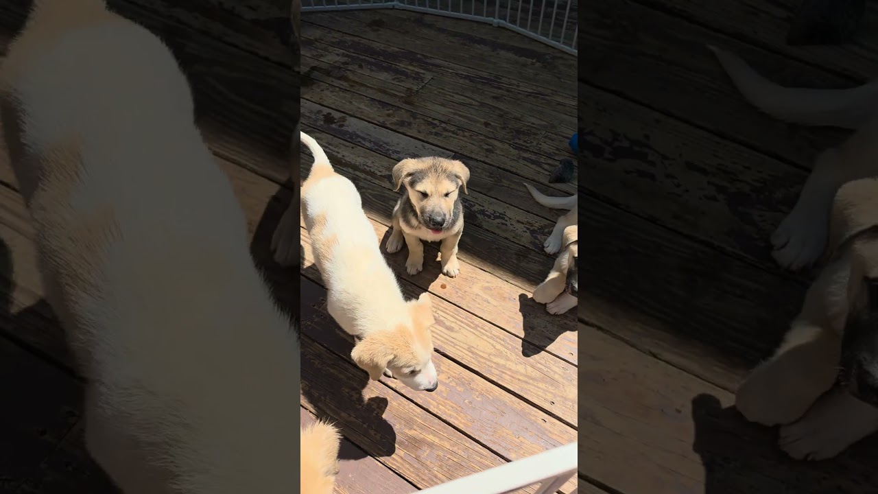Enlarge Abby, an adopted mixed breed in Blairstown, NJ video 3/5
