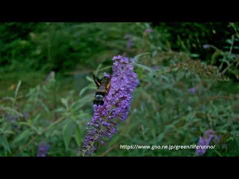 ホシホウジャクの吸蜜33倍スロー
