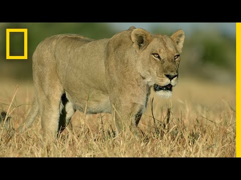 ライオンプライドハンツ ケープバッファロー｜サヴェージ王国 (Lion Pride Hunts Cape Buffalo | Savage Kingdom)